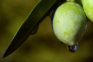 Olio d'oliva eccellenza laziale 